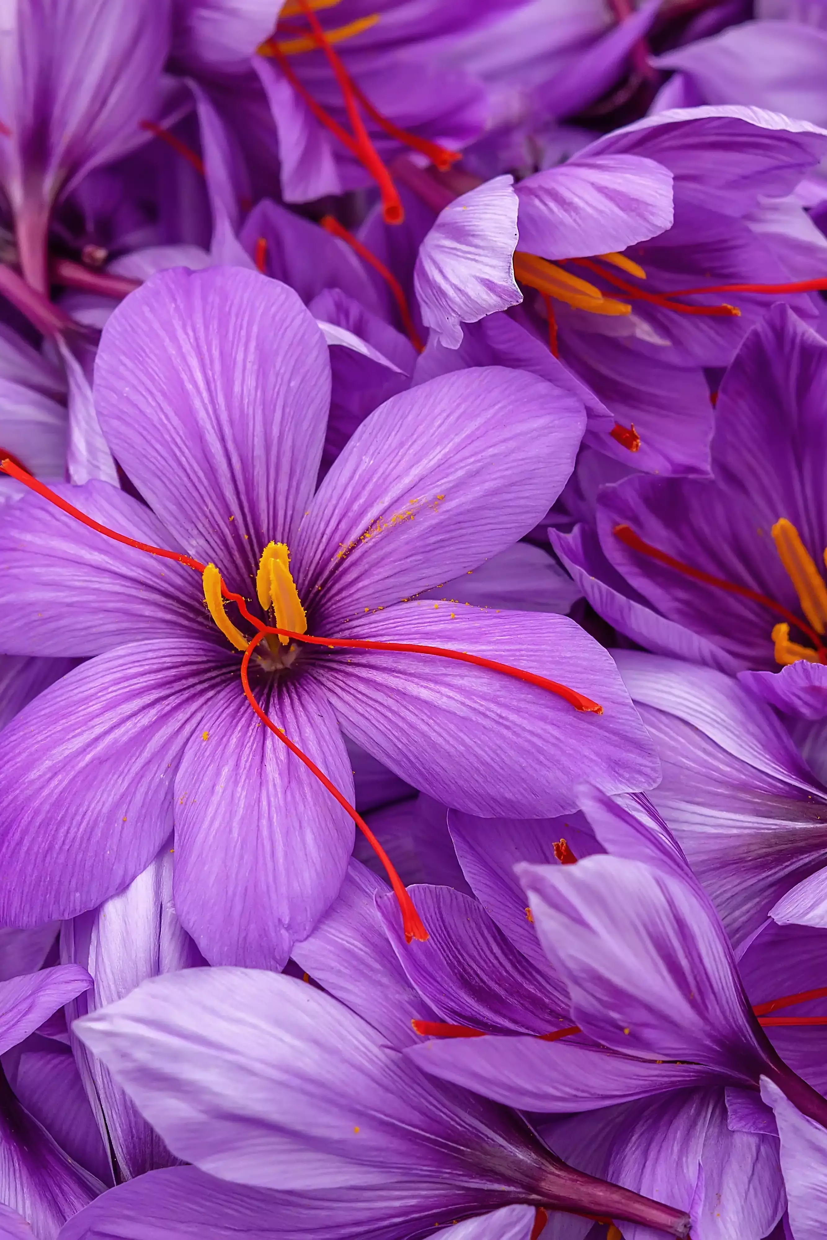 Saffron