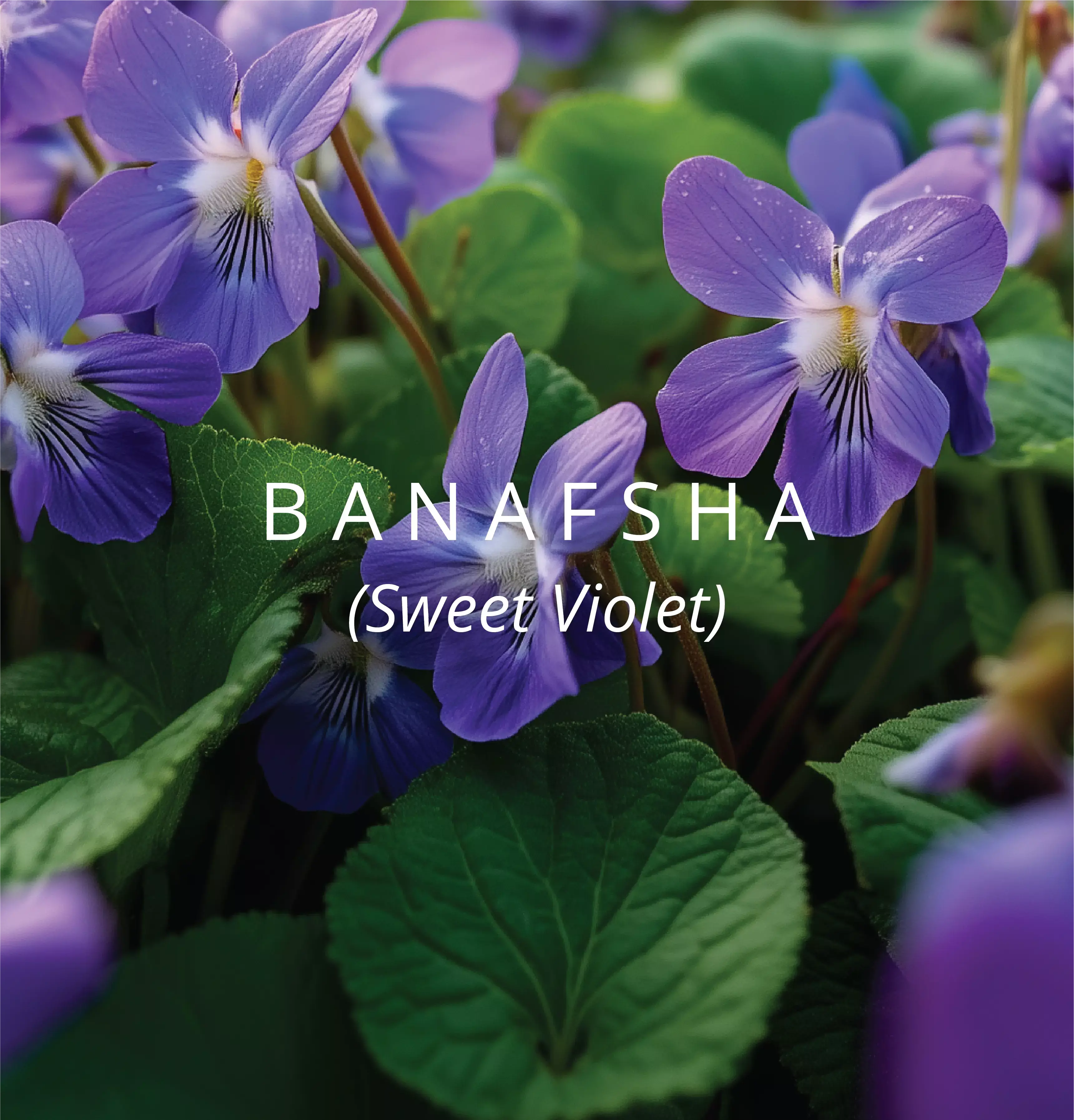 Banafsha (sweet violet)