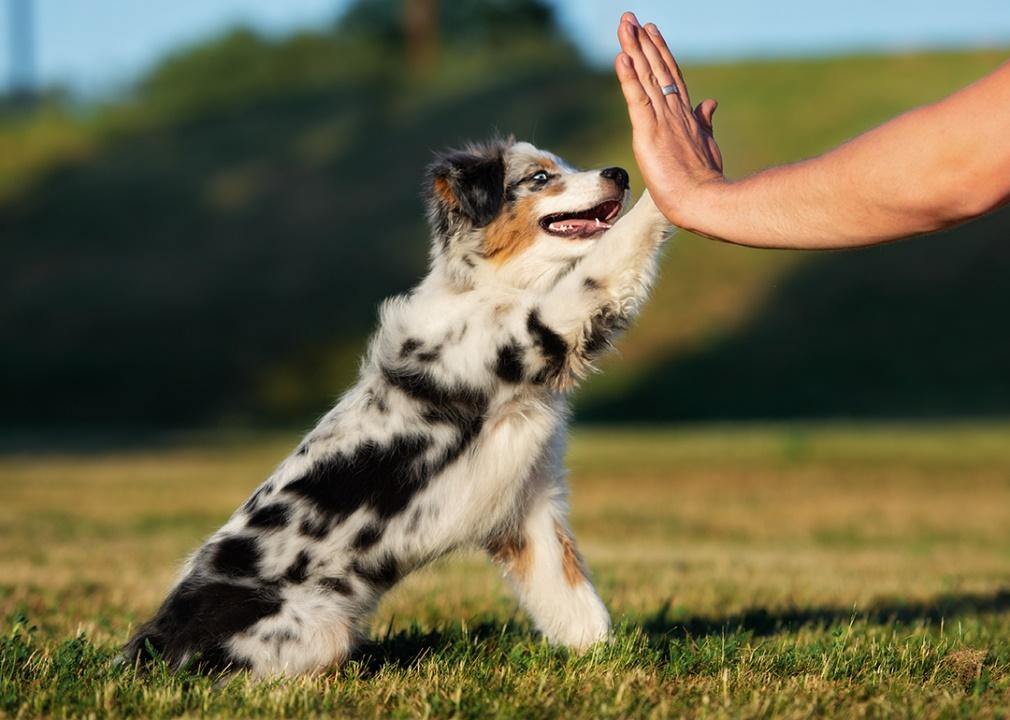 Popular Names for Australian Shepherd Puppies