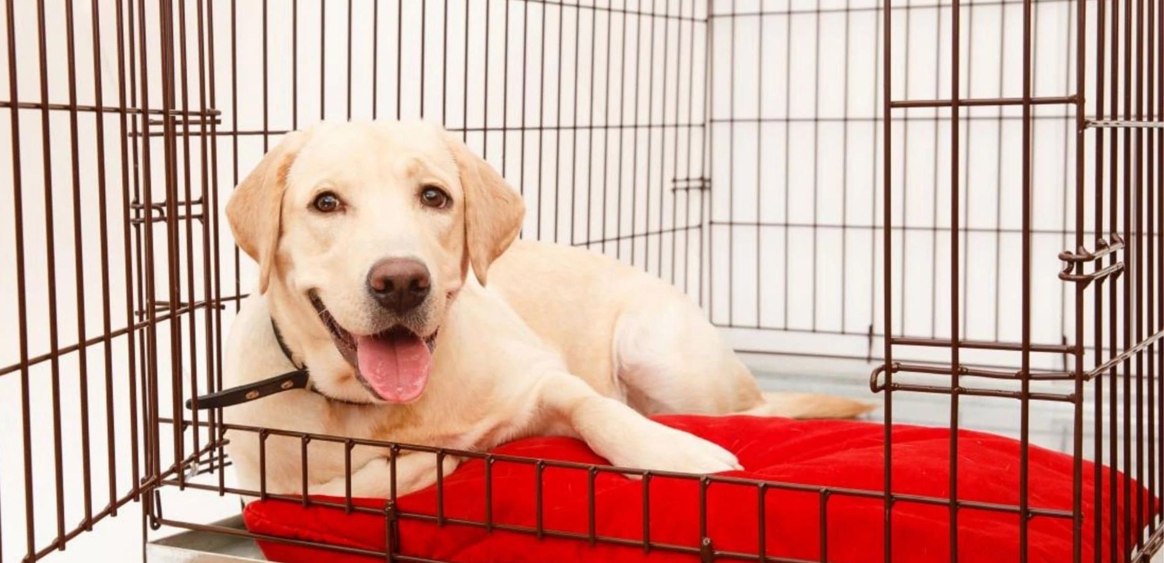 Dog lying in crate