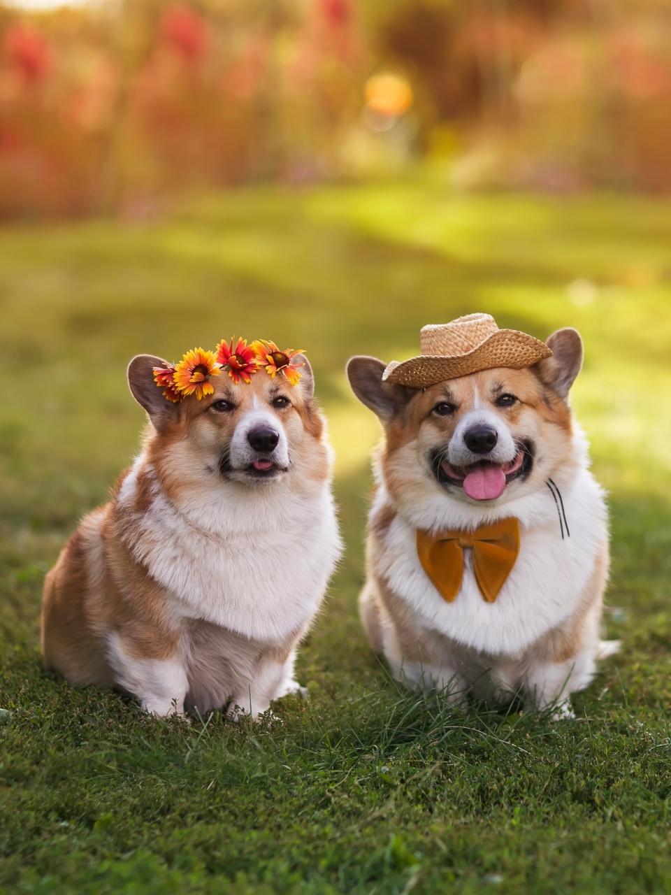Two adorable corgis sit on the grass, one wearing a flower crown and the other a straw hat with a bow tie.