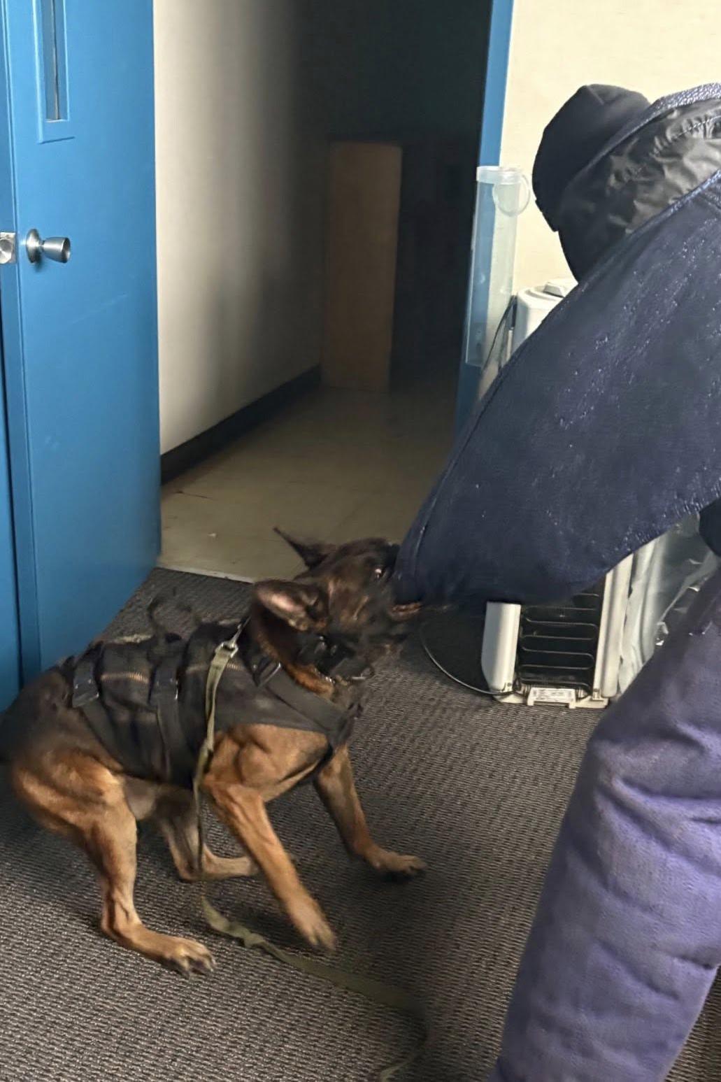 k9 yce 385