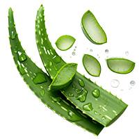 Aloe Barbadensis (Aloe Vera) Leaf Juice Powder 