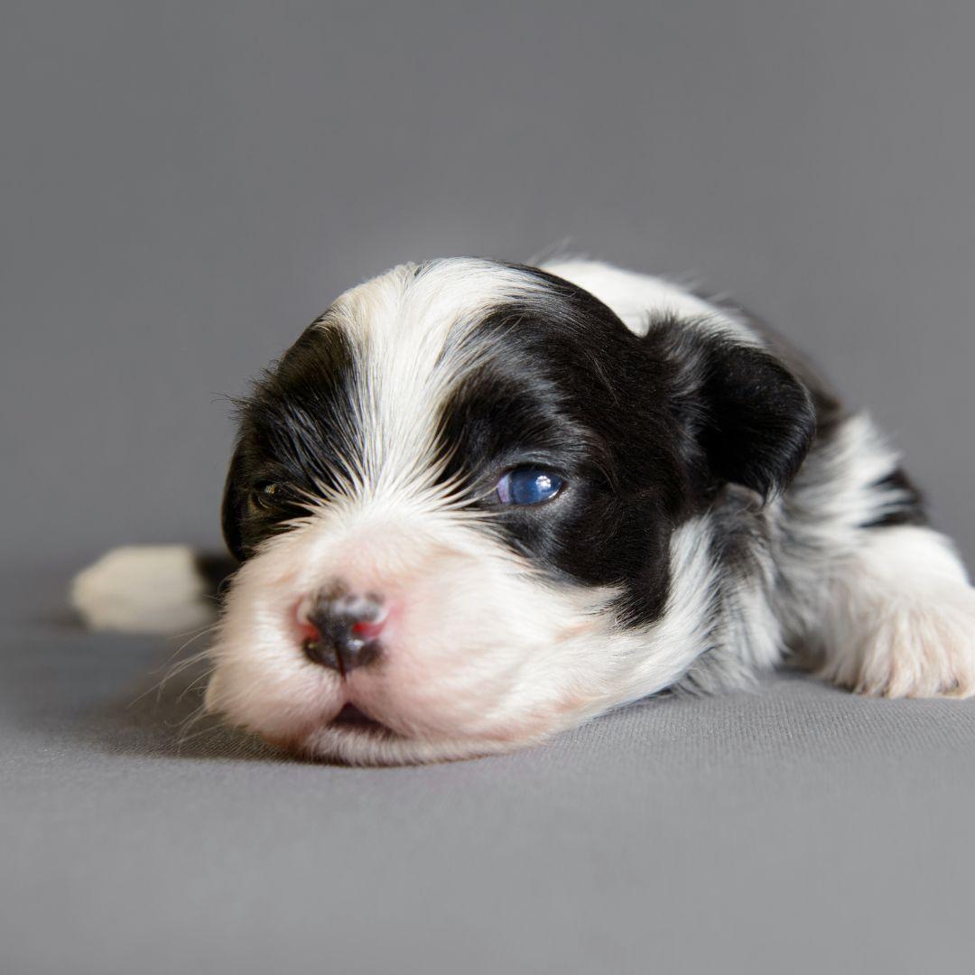 New born Bichon Havanese puppy