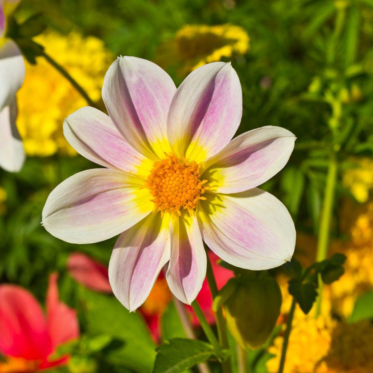 Merry Guys Dahlia Pink Yellow White