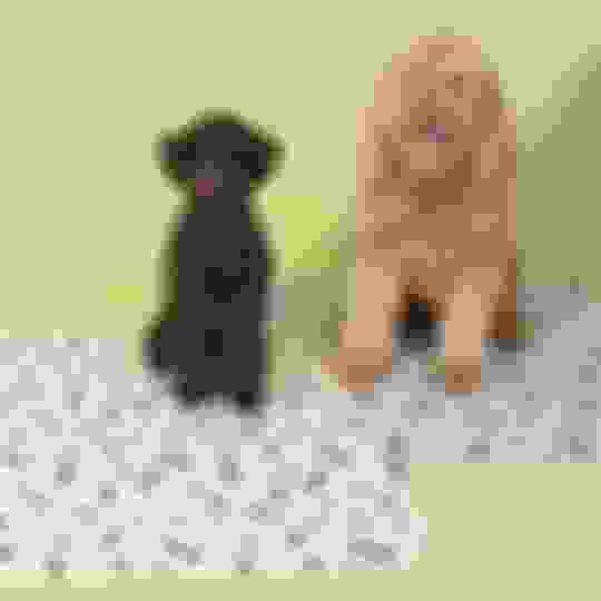 How to Train an Older Dog to Use Pee Pads Potty Buddy Potty Buddy™