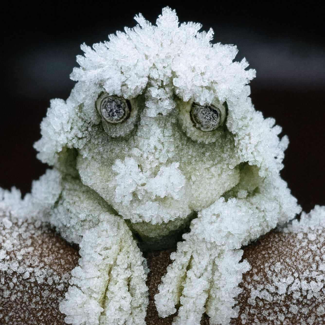frozen alaskan wood frog