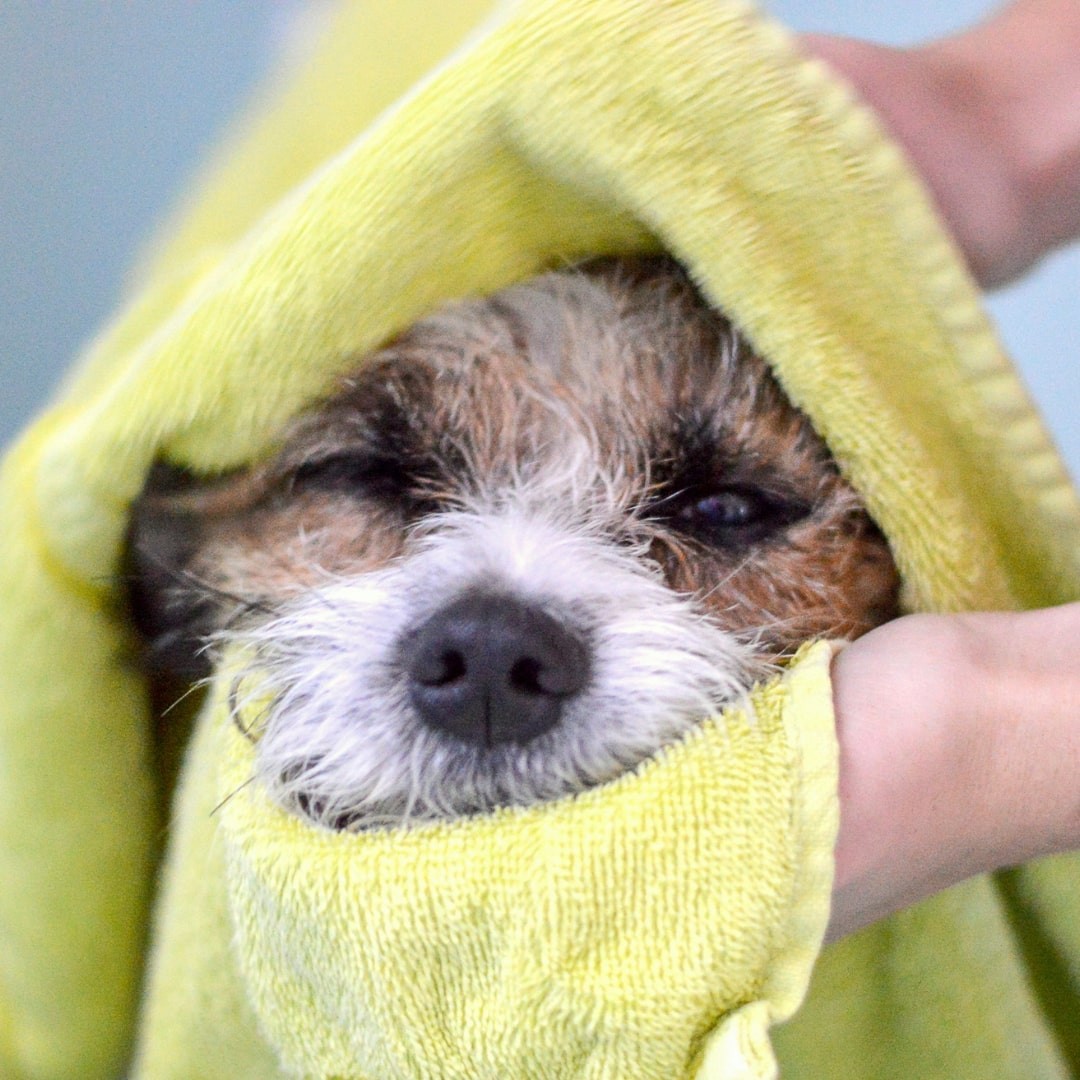 Close up of dog being dried up using a yellow towel