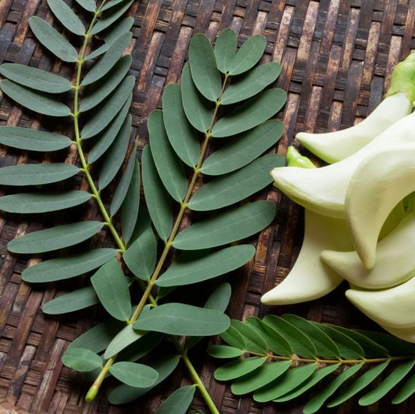 Agastya leaf and flowers