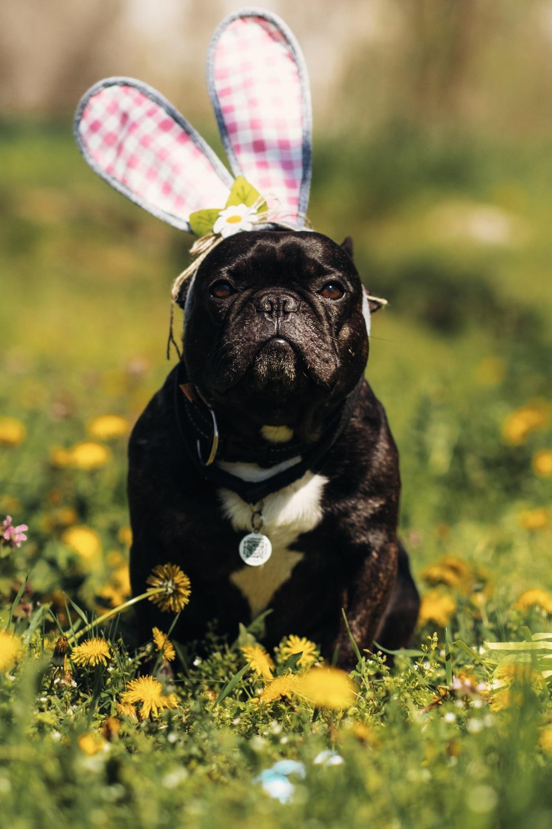 Smiling easter French bulldog with bunny ears between spring dandelion flowers