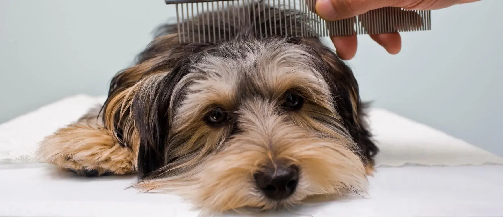 A dog lying on a table, playfully holding a comb in its mouth, ready for grooming.