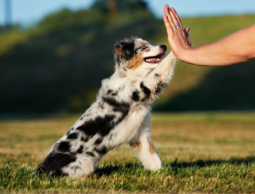 MINI AUSSIE GIVING HIGH FIVE