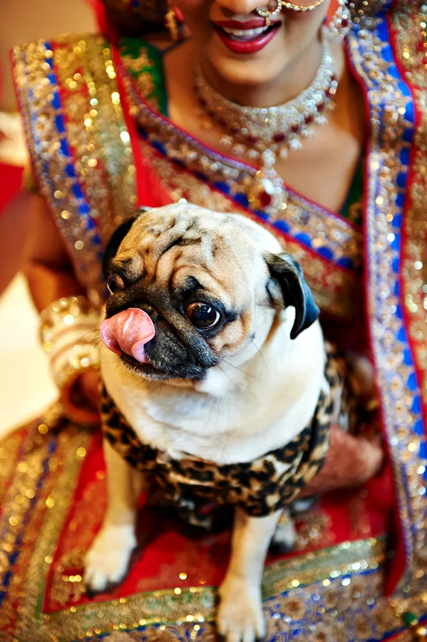 Female Indian Dog