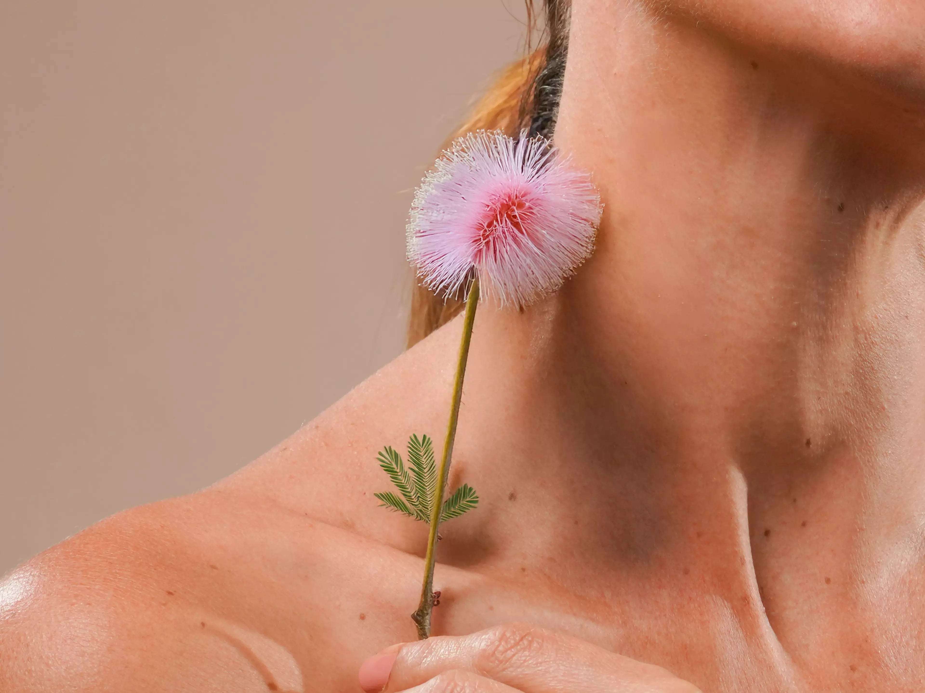A woman holding a pink color mimosa pudica flower, near her neck 2