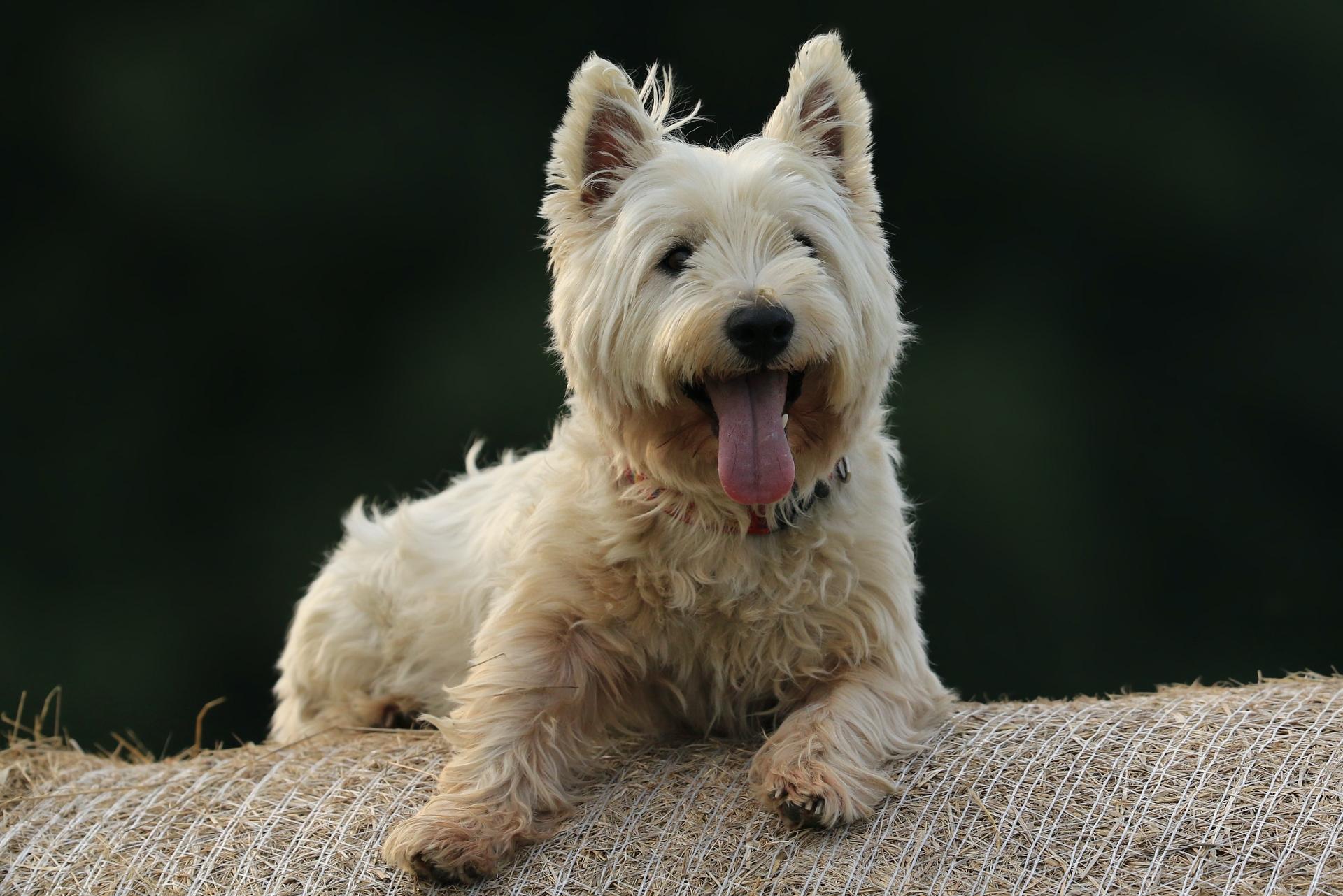 West Highland White Terrier Dog