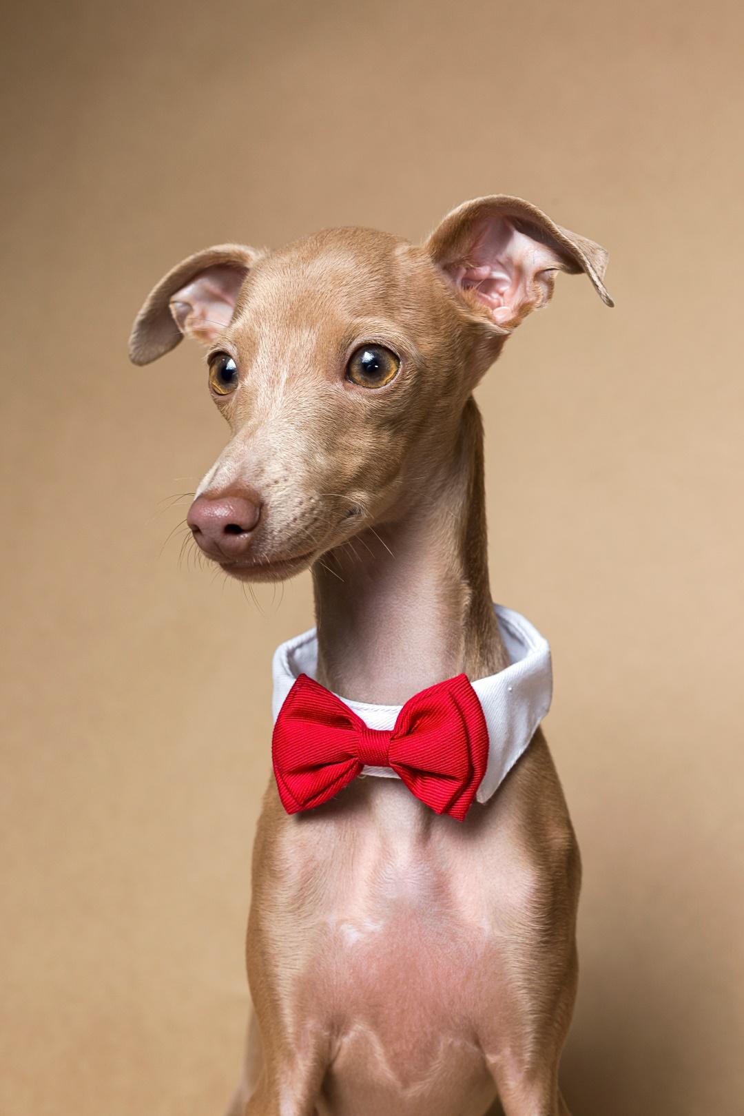 Italian Greyhound