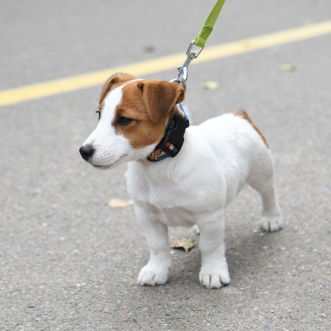 a small puppy walking on a leash