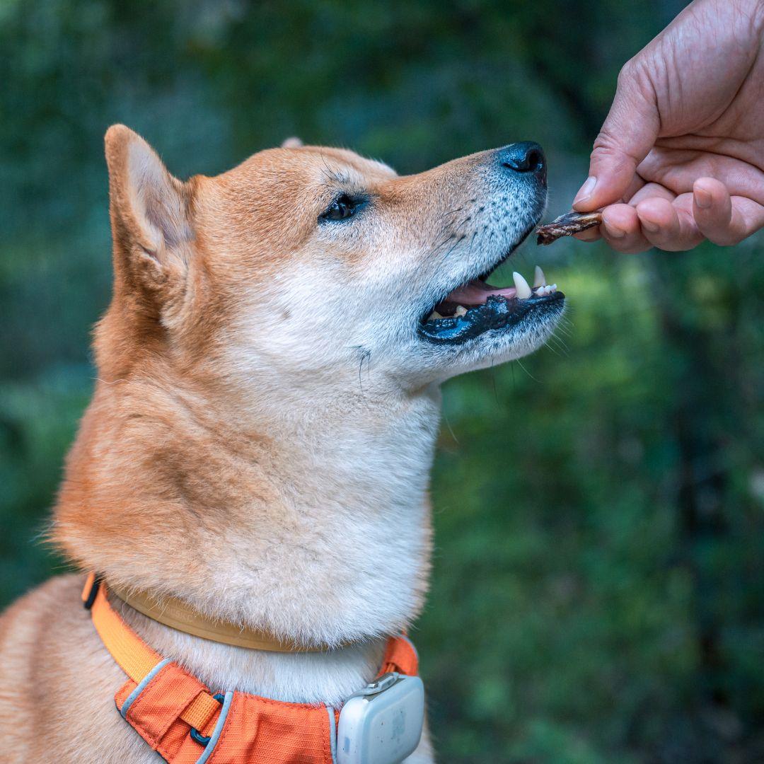 Shiba receiving treat