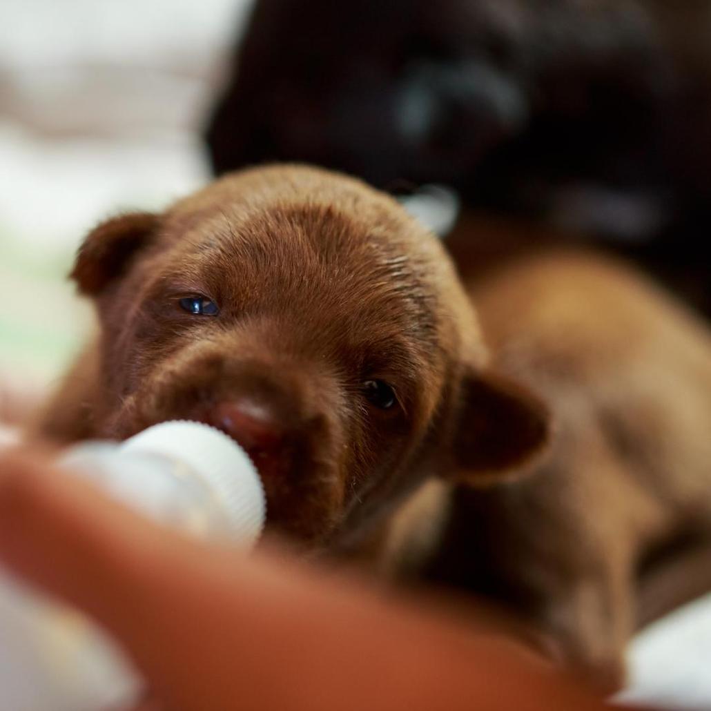 Caring for Newborn Puppies: A Complete Guide