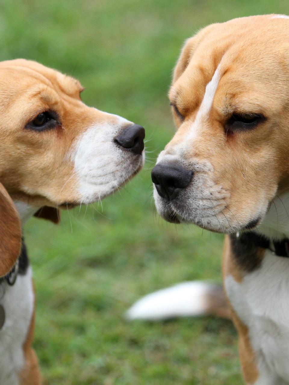 Two cute beagle dogs getting close to each other