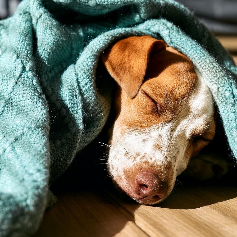 Young dog jack russell terrier sleeping under turquoise knitted plaid on the parquet floor in sunny day.