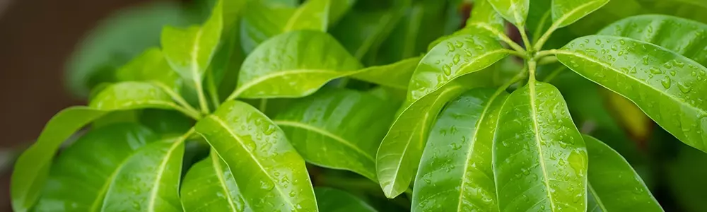 Mango Leaves