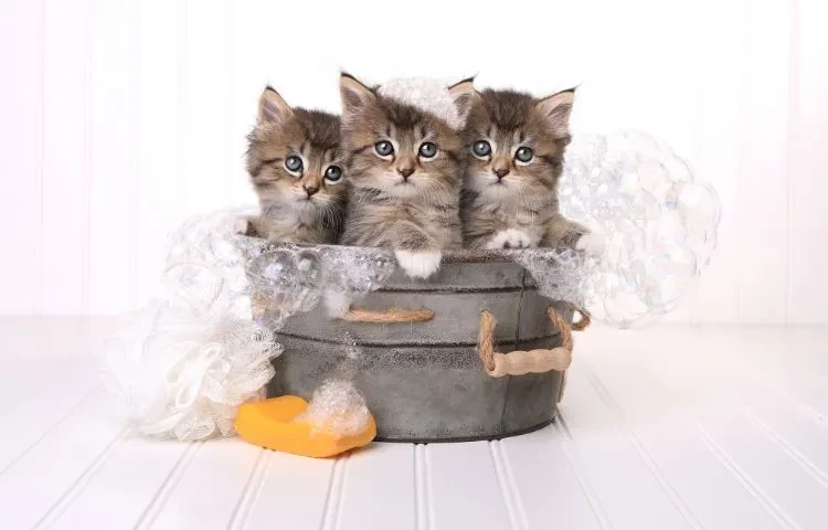 kittens having a bath