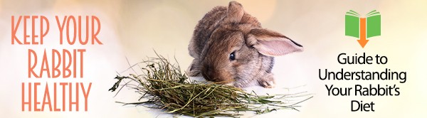 Keep Your Rabbit Healthy