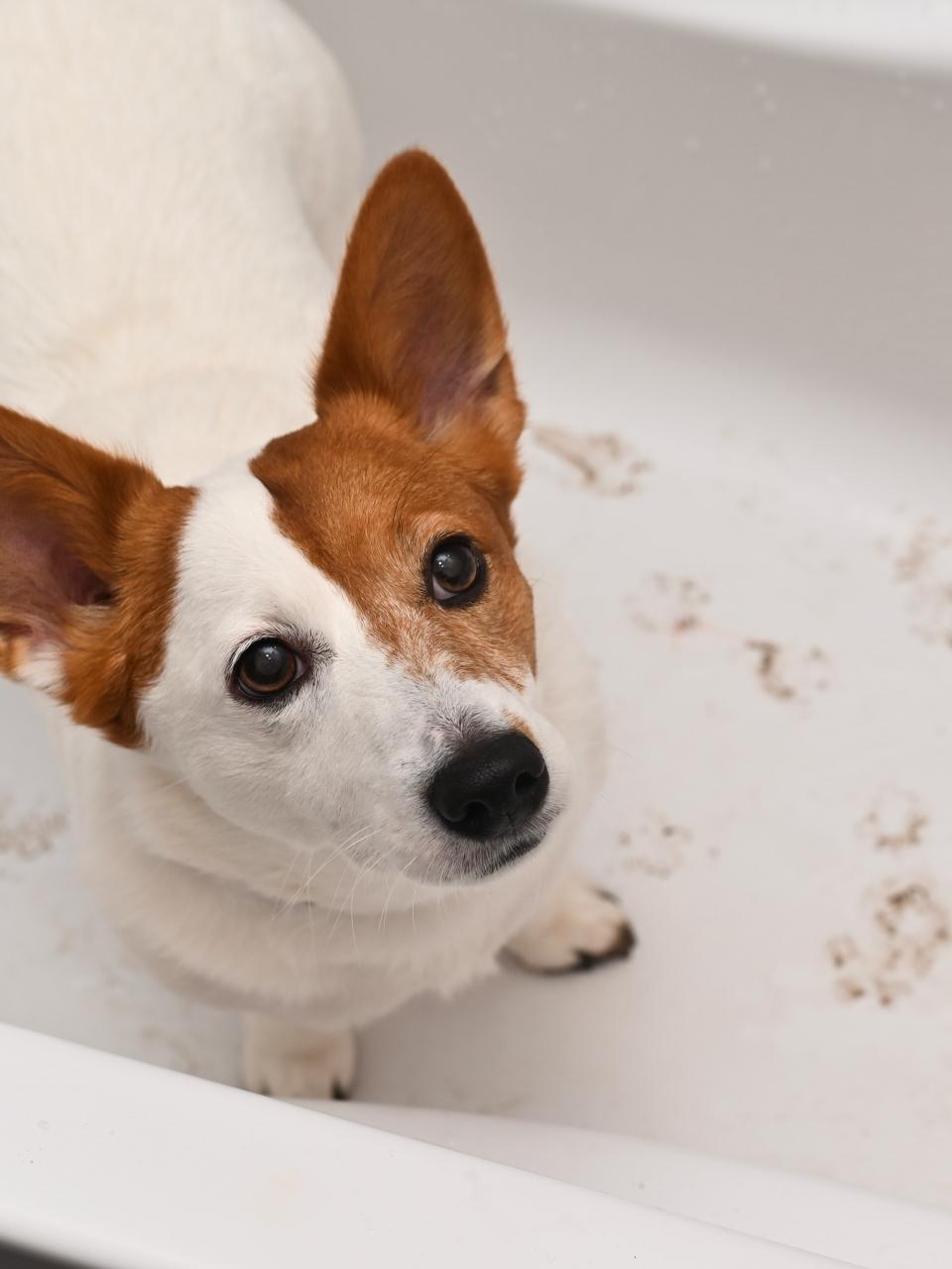 Dog sitting in bathtub with muddy footprints and looking up