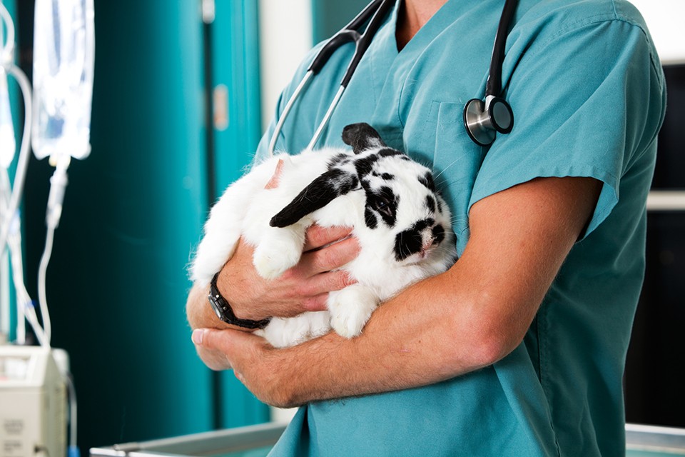 Ear Problems in Rabbits - Rabbit Health Advice