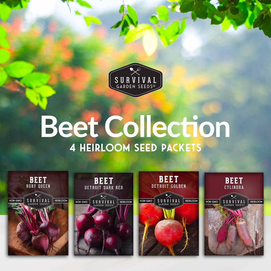 Beet Seed Collection - 4 heirloom varieties of beets
