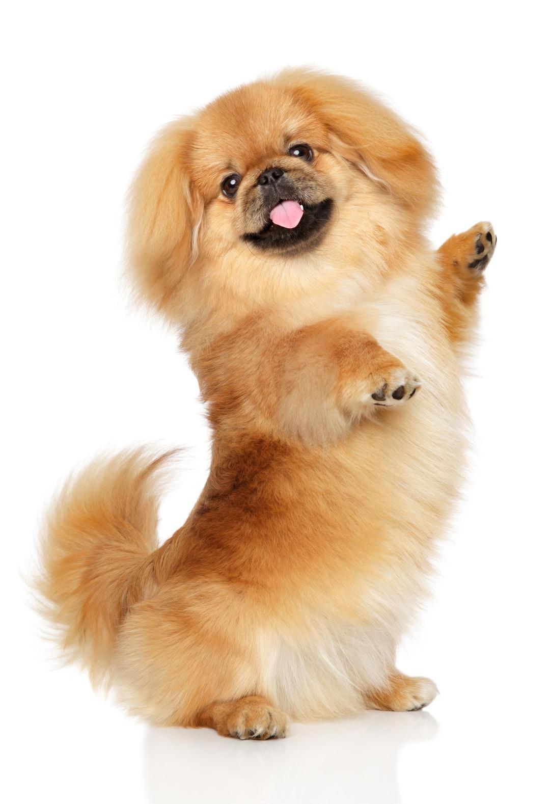 Pekingese