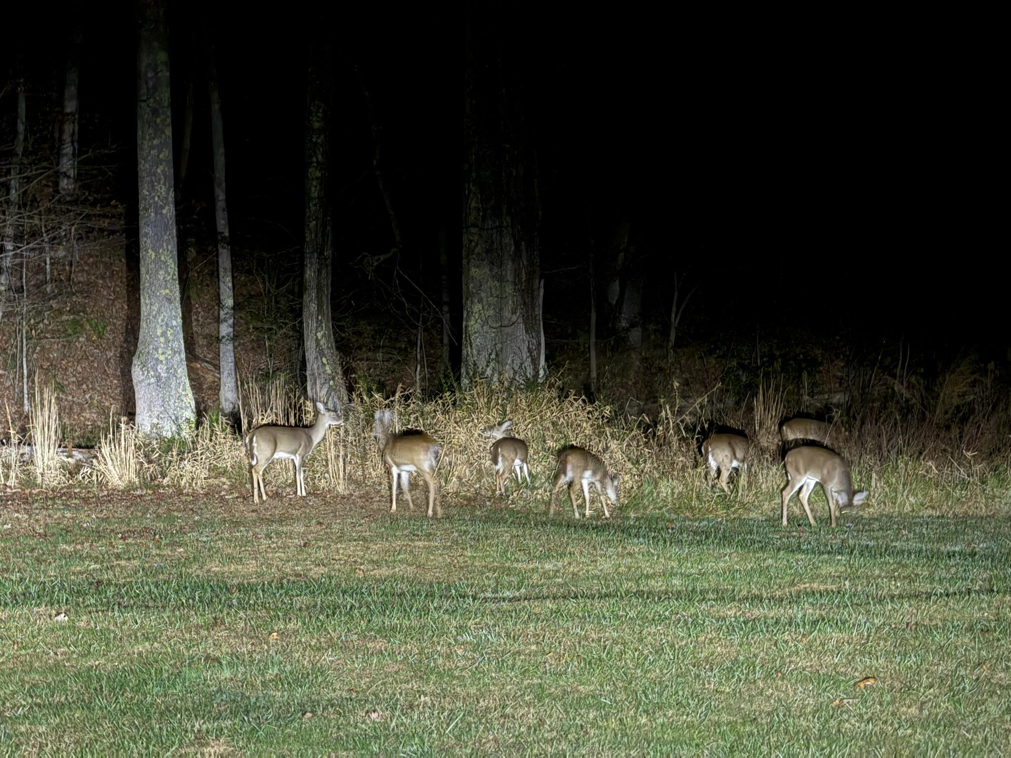 A nearby field where you can catch deer grazing in the mornings and evenings.