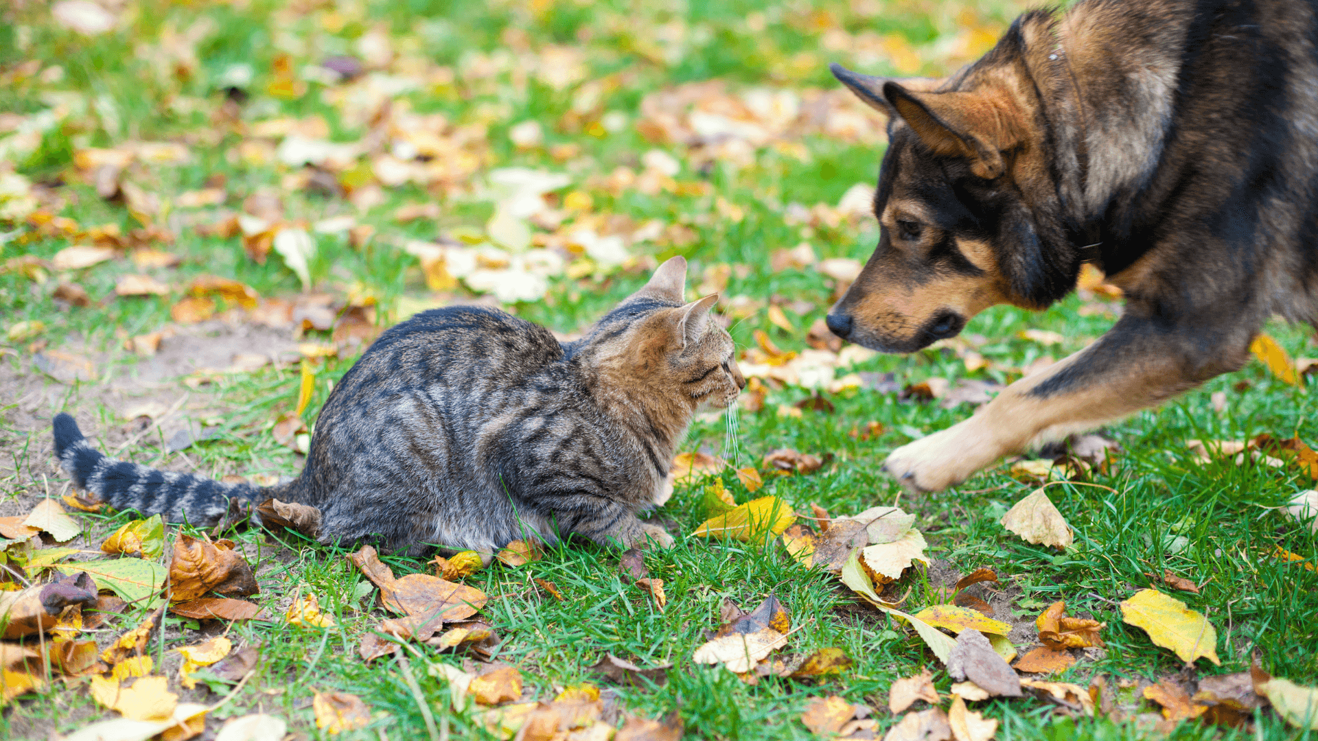 Why Do Cats and Dogs Fight? There are many scenarios.