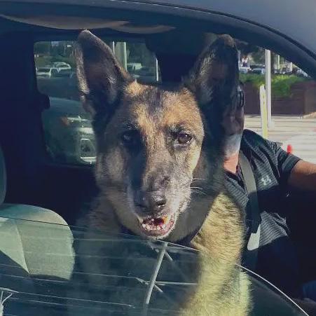 k9 fury