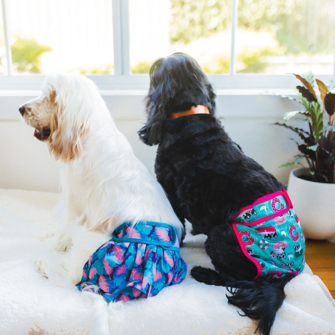 Dogs sitting in reusable diapers