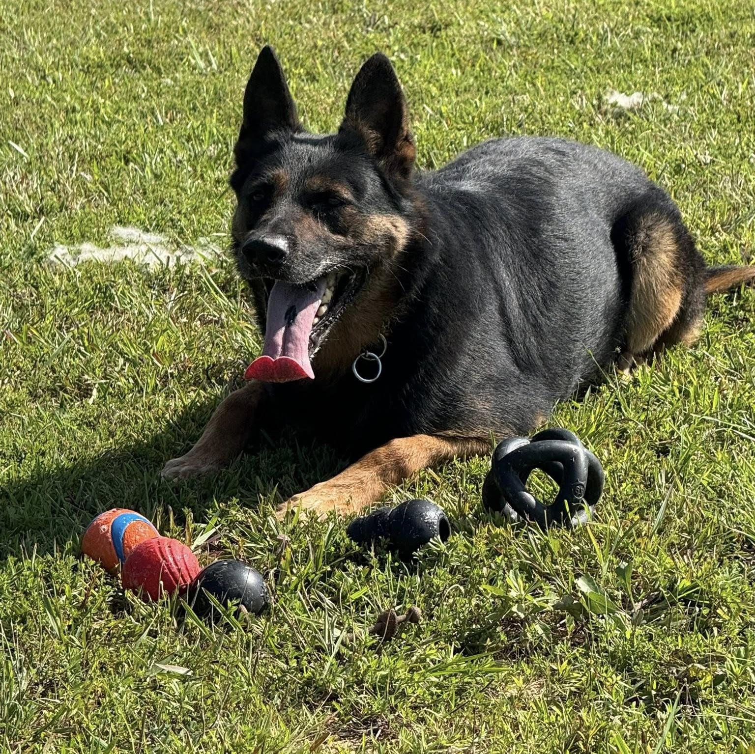 k9 digo