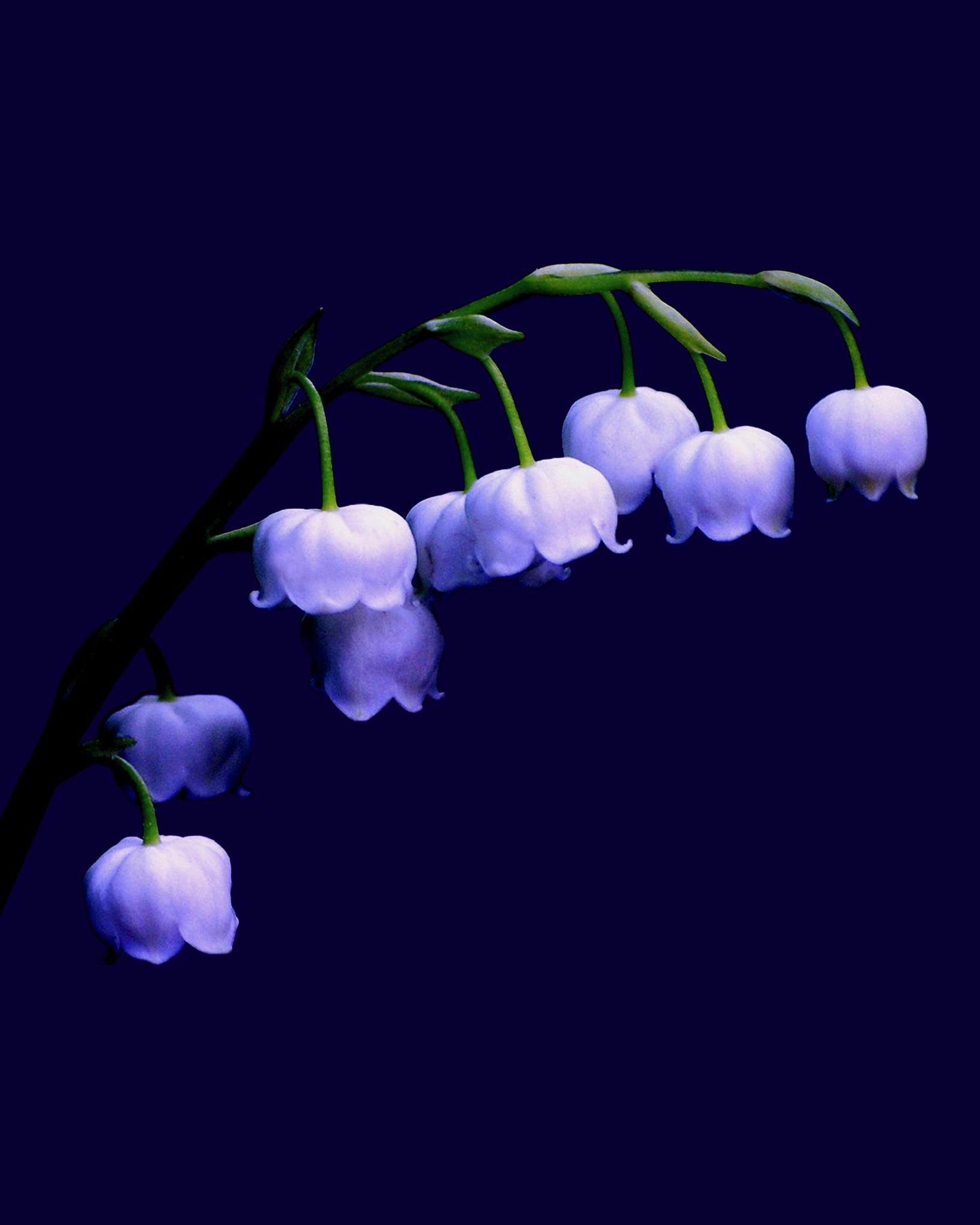 Lily of the Valley flower