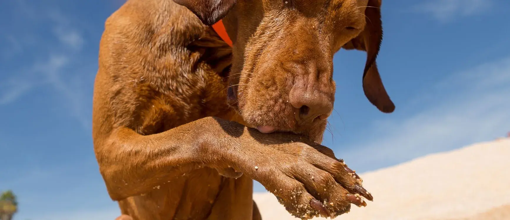 Dog licking its front paw on a walk