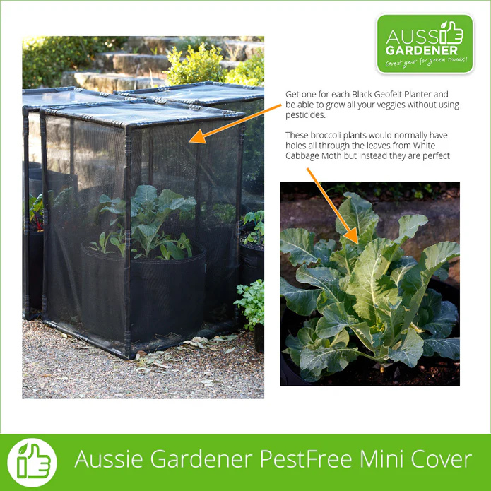 PestFree Mini Cover protects vegetables from cabbage moth without pesticides.