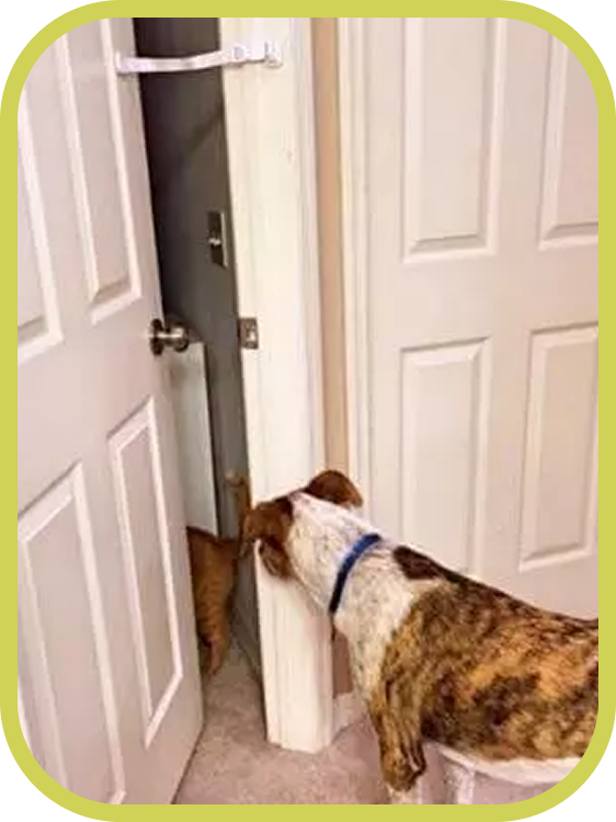 A dog tries to push through a partially open door secured by The Door Buddy door strap. The adjustable strap keeps the door open just enough for cats to pass through while helping keep dogs out.