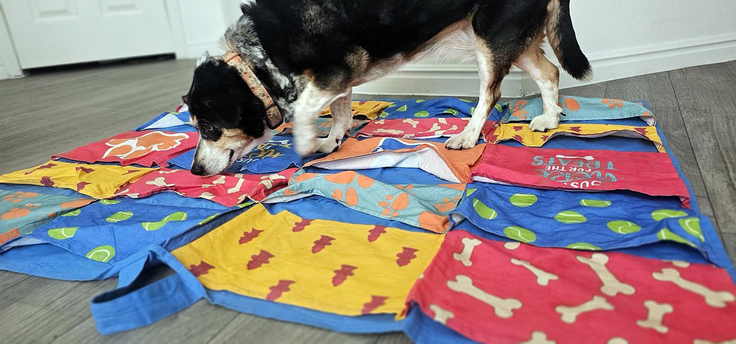 dog foraging for treats on the busy blanket nose work for dogs