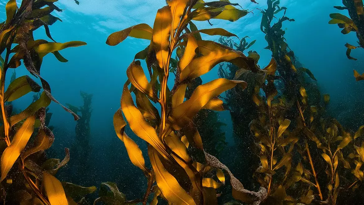 Illustration of Giant Kelp