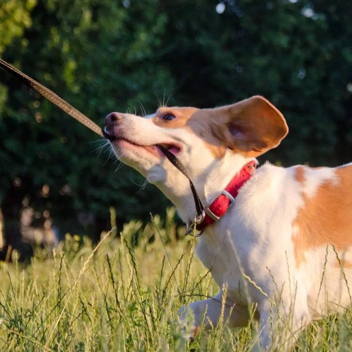 A dog pulling on a leash