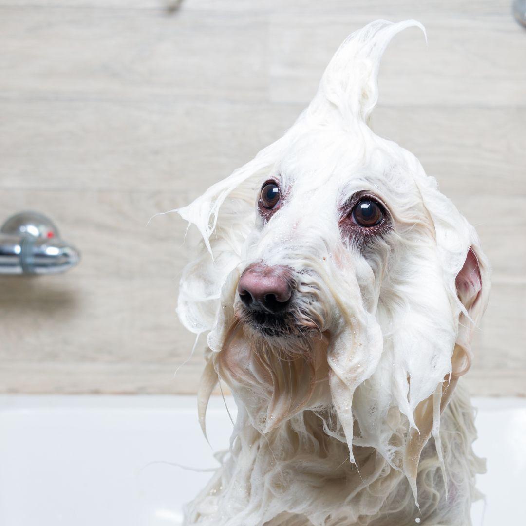 Soapy dog in bath