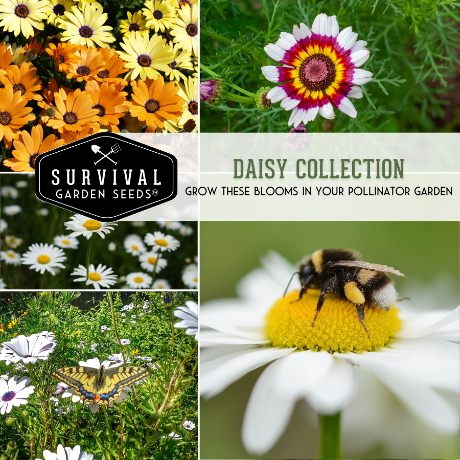 Daisy Seed Collection - 4 heirloom flower seed packets