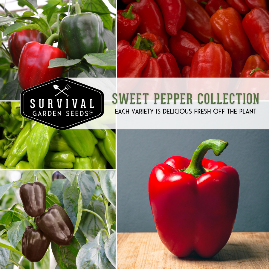 Sweet Pepper Collection - 5 Packs of Heirloom Vegetable Seeds