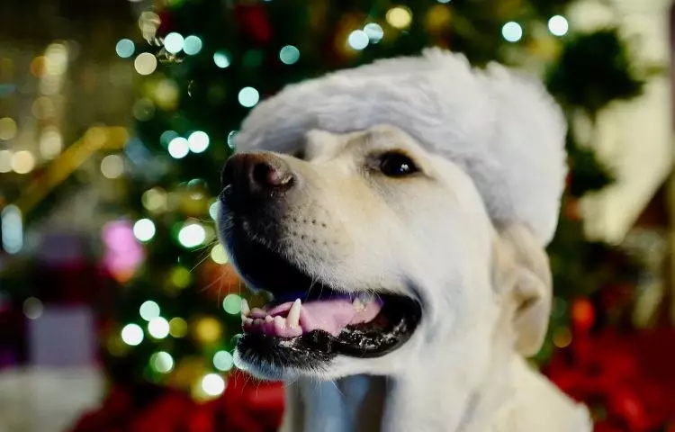 christmas tree and dog