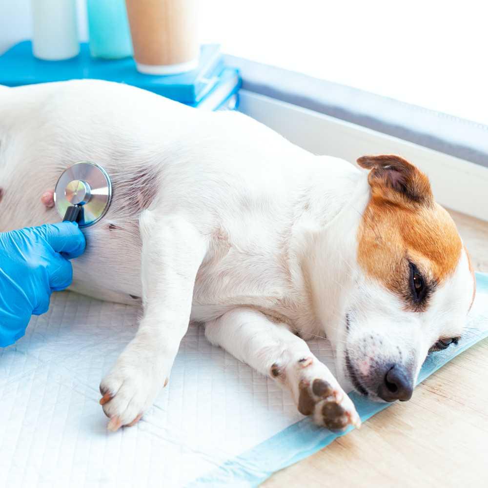 Dog checked by a vet with a stethoscope