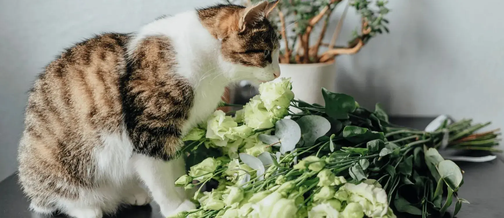 a cat sniffing flowers